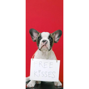 Best CBD Gummies for Dogs! A Soothing Solution