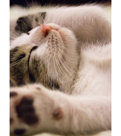 Best CBD Gummies for Cats! a Friendly Guide