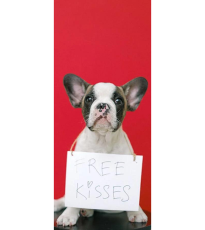 Best CBD Gummies for Dogs! A Soothing Solution